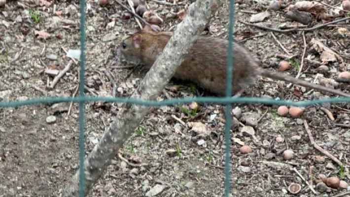 «Ponga» in giardino, i bimbi non escono da due settimane