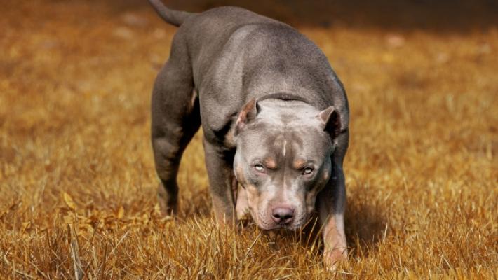 Cani «pericolosi»: 300 segnalazioni