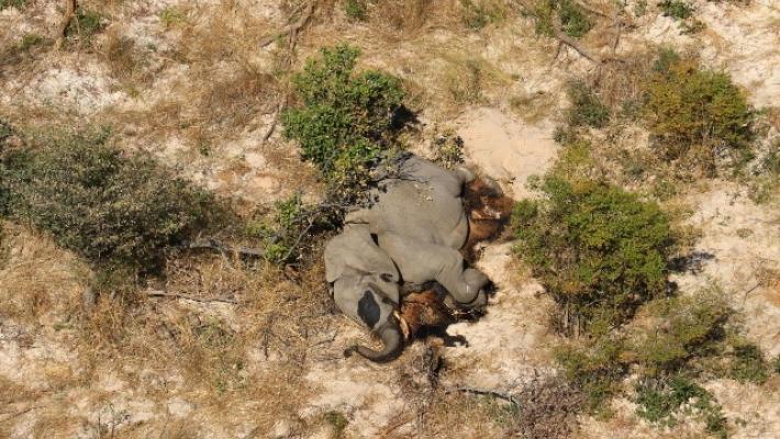 Strage di elefanti in Zimbabwe, colpa di un batterio