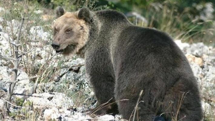 L'orso M49 catturato per l'ennesima volta