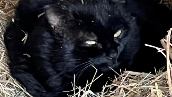 «Hanno sparato a un gatto nero in zona Castellazzo»