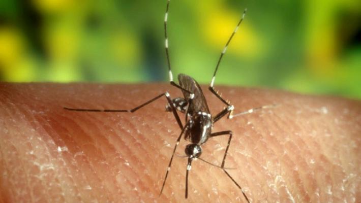 Caso di Dengue, al via la disinfestazione.