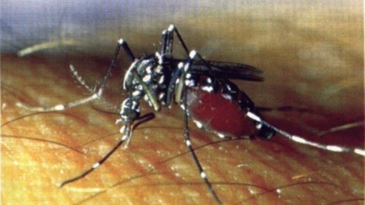 Dengue: un parmigiano all'ospedale