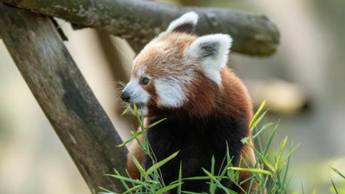 Il Wwf: "In 50 anni persi due terzi di fauna selvatica"