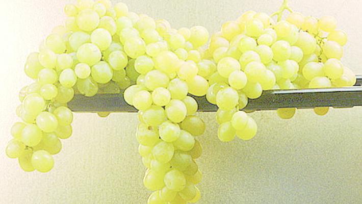 Uva nel bicchiere e in cucina Duttile e irresistibile, sempre in auge