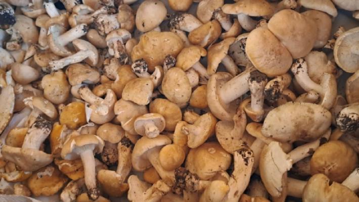 Dopo le piogge, è già tempo di funghi