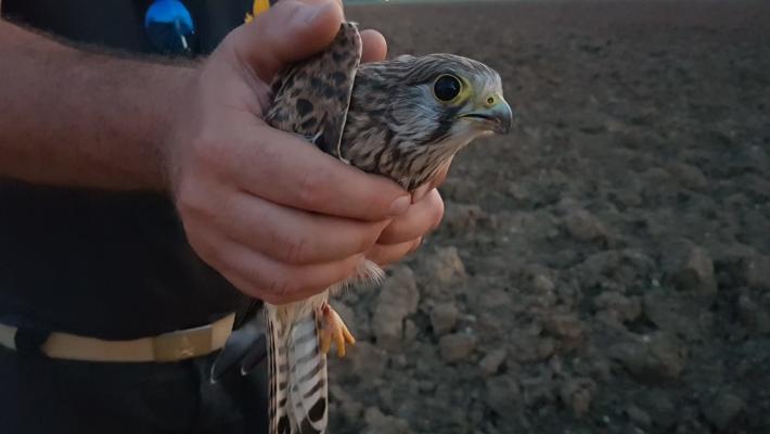 Corcagnano: i vigili del fuoco liberano un gheppio che si era impigliato in alcuni cavi 