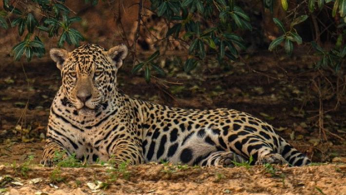 Uccise e filmò la morte del giaguaro, risarcirà la collettività brasiliana