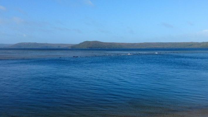 Settanta balene spiaggiate in Tasmania, soccorsi in atto