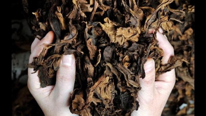 L'Antico Toscano è il sigaro 'migliore al mondo' (fuori dai Caraibi)