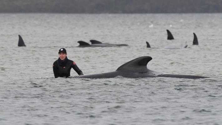Altre 200 balene spiaggiate in Tasmania, sono quasi 500