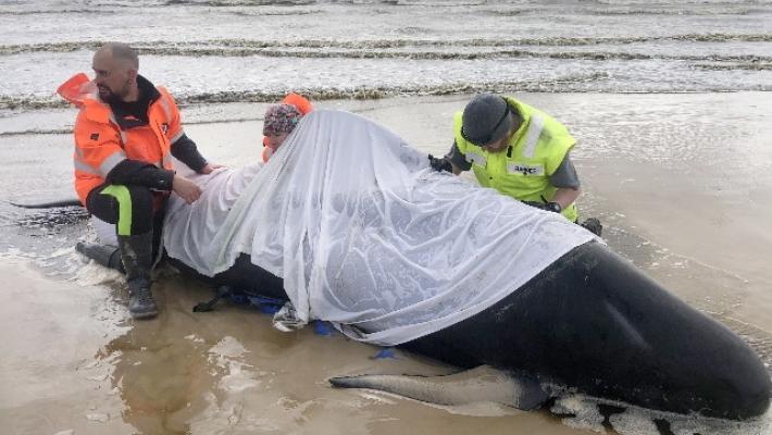 Morte 380 delle balene spiaggiate in Tasmania