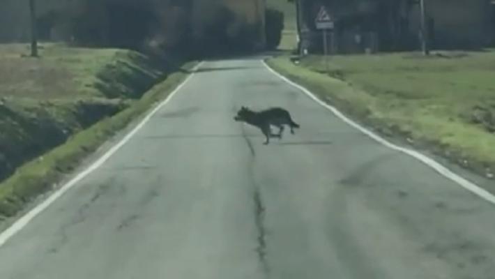 Salsomaggiore, cresce l'allarme lupi dal centro alla periferia