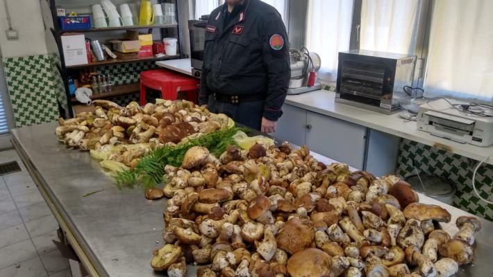Funghi sequestrati, ce n'erano anche 4 velenosi