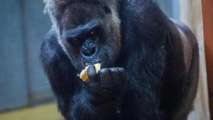 Gorilla attacca una guardiana allo zoo di Madrid, è grave