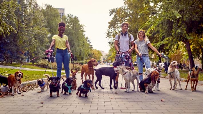 Pet sitter, è boom. Ma bisogna sceglierlo bene