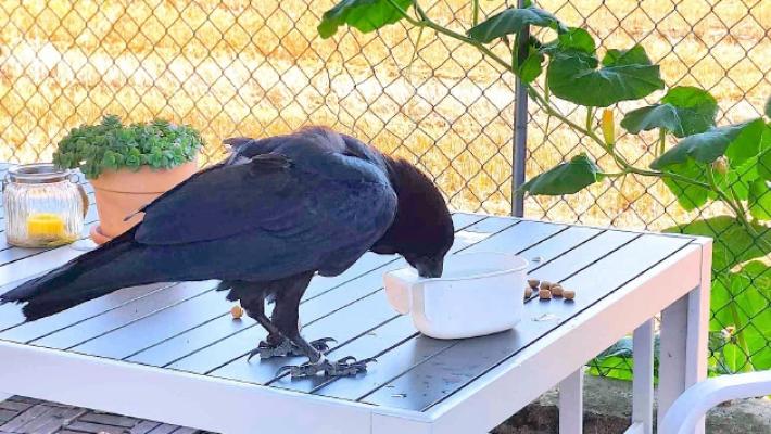 Sorbolo, un grosso corvo «minaccia» gli abitanti 