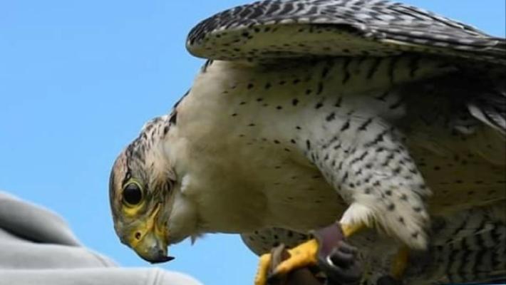 Dante, il falco lavoratore, è sparito. Cavozza: «Il migliore ad allontanare i piccioni. Aiutatemi»