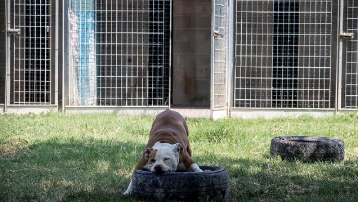 Canile-gattile comunale, matrimonio finito con «Il Ciottolo» subentra la Multiservice di Vincenzo Arena. La goccia? Il cane Positano
