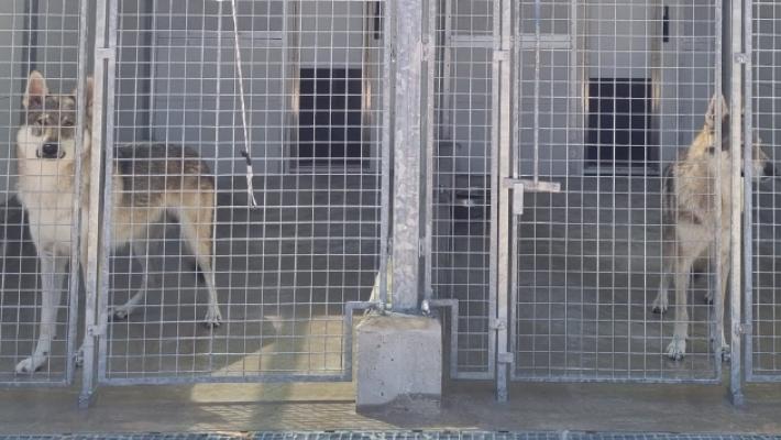 I volontari: «Così salviamo i cani dal caldo»
