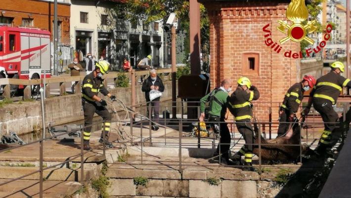 Branco di cinghiali in giro per la Darsena a Milano: due sedati, uno abbattuto