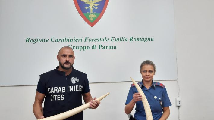 Sequestrate dai Carabinieri due zanne d’avorio di elefante al Mercanteinfiera