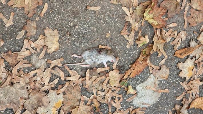 Salso, emergenza topi in centro