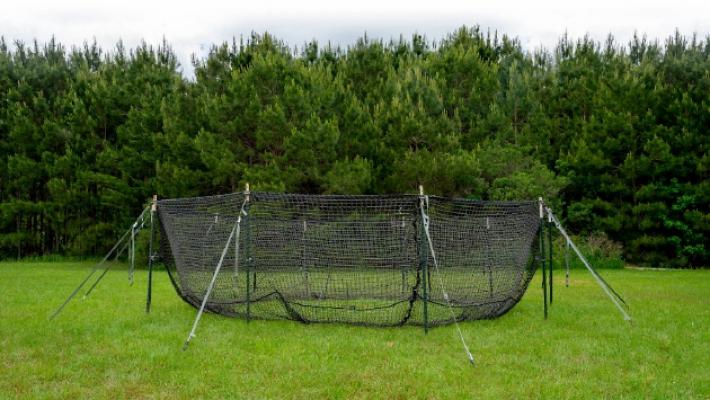 Peste suina, in arrivo le gabbie per la cattura dei cinghiali