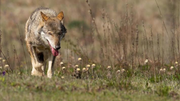 Convenzione di Berna: «Il lupo non è più specie strettamente protetta»