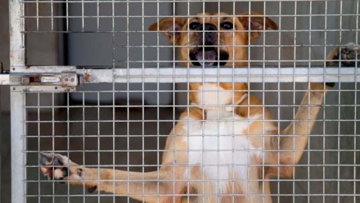 Troppi problemi al canile gattile comunale di Parma: sciopero dei lavoratori. I volontari: «Situazione inaccettabile»