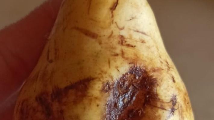 «Cibo di scarsa qualità», «Falso, nessuna lamentela»: è polemica sulla mensa