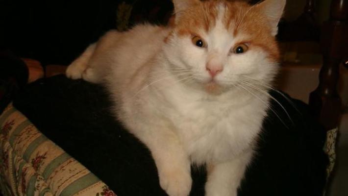 Se il gatto protegge troppo il territorio