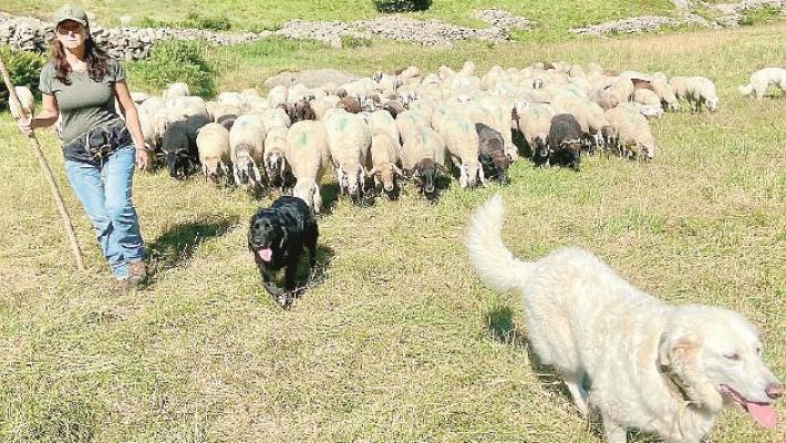Il podere dei Bianchi Galli e quelle pecore pregiate