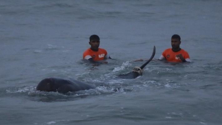 Sri Lanka: salvate oltre 100 balene arenate in spiaggia