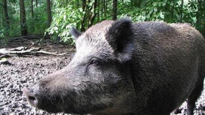 Investe un cinghiale e si schianta, 62enne muore tra Fiorenzuola e Alseno