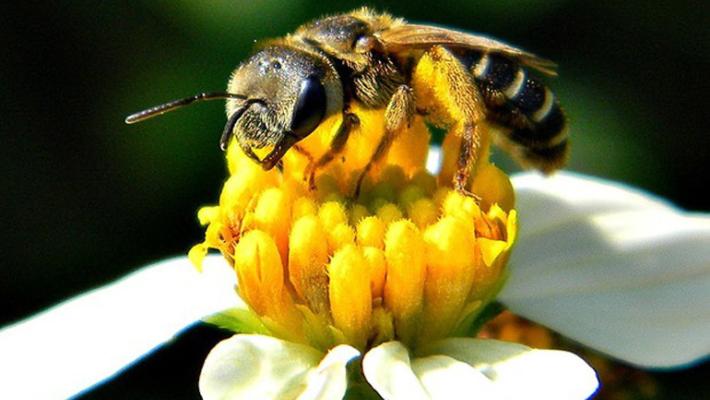 Appello per salvare le api:  mettete delle piante sui balconi