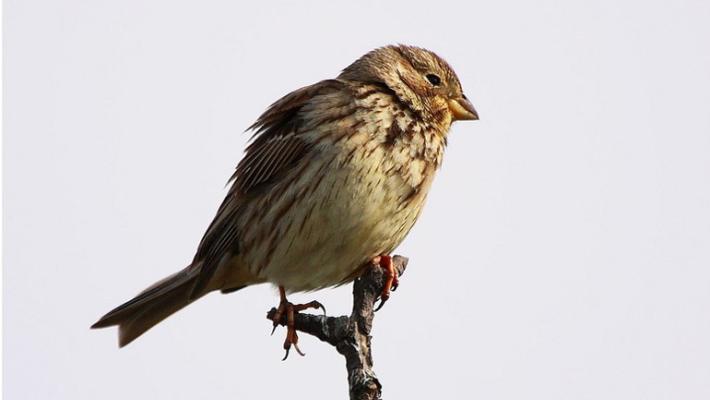Sorpreso ad abbattere piccoli uccelli protetti e a nasconderli in una calza: denunciato bracconiere