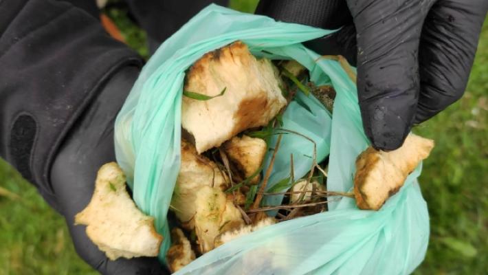 Allarme spugne fritte al Parco Ferrari: un veleno per cani, gatti e bambini. Chi sa parli