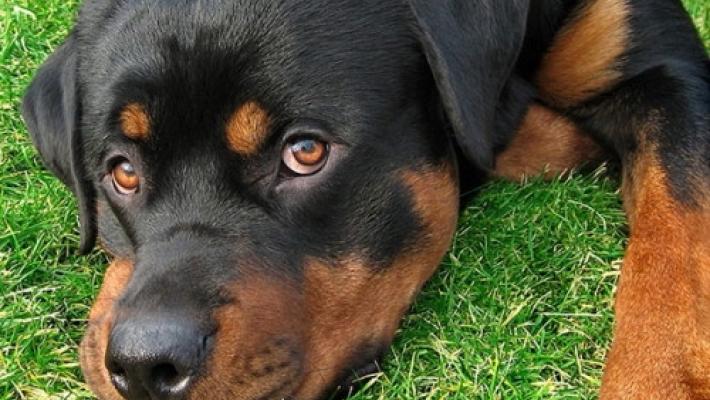 Le 5 sezioni per chi ama gli animali