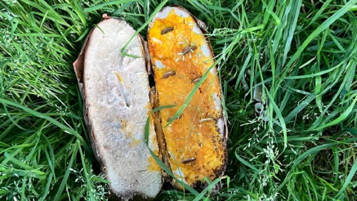 Bocconi pericolosi per i cani in un parco