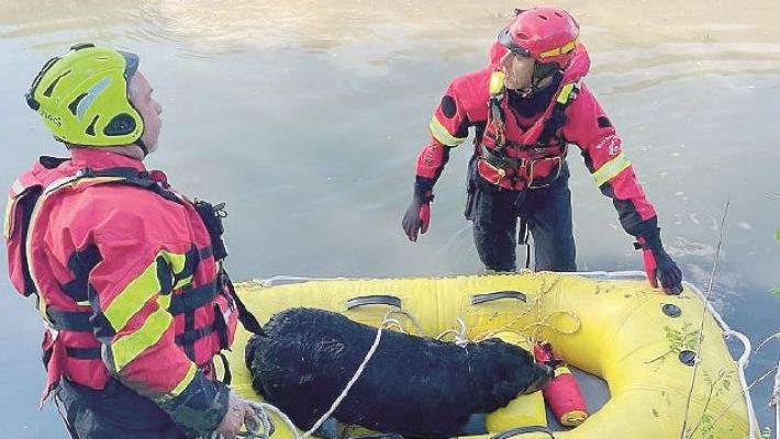 Da due giorni nell'acqua: cane salvato in extremis