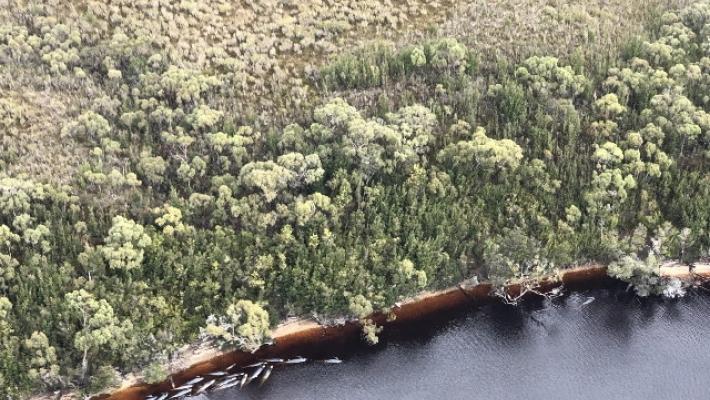 Spiaggiamento in massa di balene e delfini in Nuova Zelanda