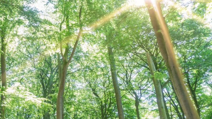 Storico accordo pubblico-privato per rendere il territorio parmense «carbon neutral»