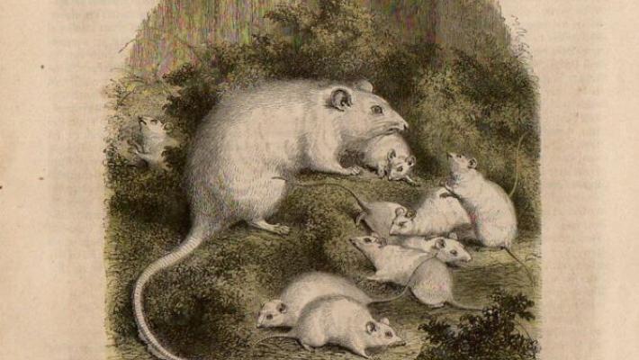 Girovagando intorno ai nomi dei topolini dei nostri vecchi solai