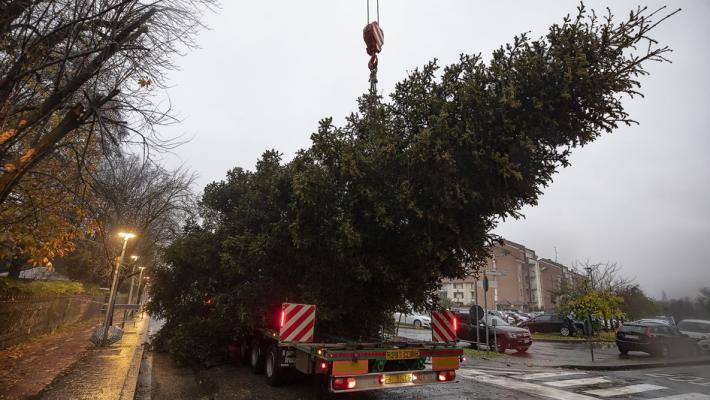 Tagliato l'abete di Natale, via Mantova bloccata per alcune ore