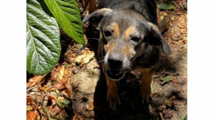 Cani in condizione pietose: applicata per la prima volta la nuova legge