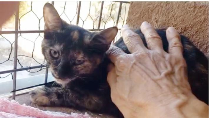 In 2 mesi oltre 150 gatti abbandonati. Gattile comunale pieno. Le associazioni: «Aiutateci»