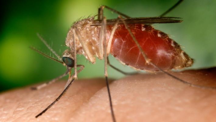 West Nile, il calvario di chi ci è passato