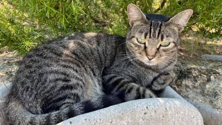 Il gatto Paolino è tornato a casa a Cafragna, dopo 10 mesi, un incidente e tanti chilometri: «Grazie al microchip»