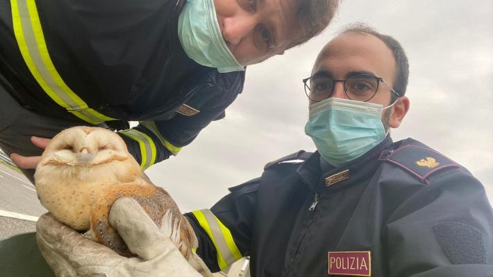 Barbagianni ferito salvato dalla polizia